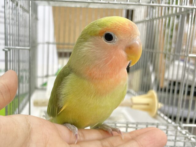コザクラインコ（小桜インコ）