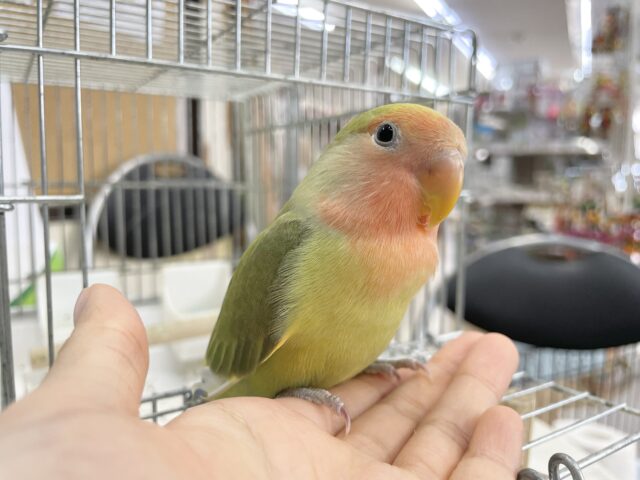 コザクラインコ（小桜インコ）