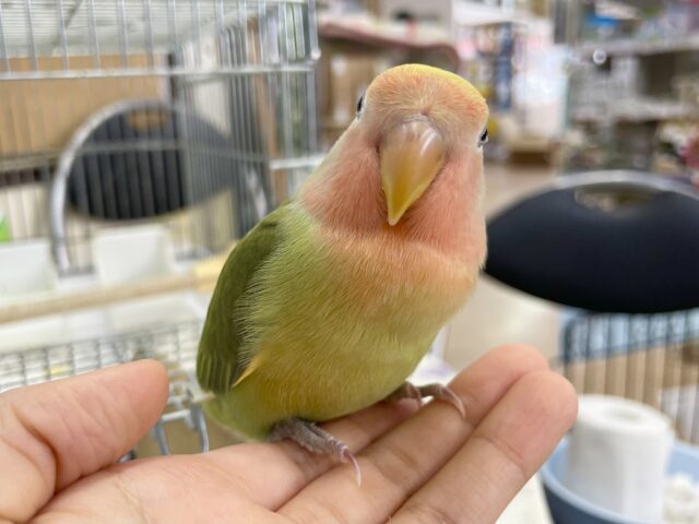 コザクラインコ（小桜インコ）