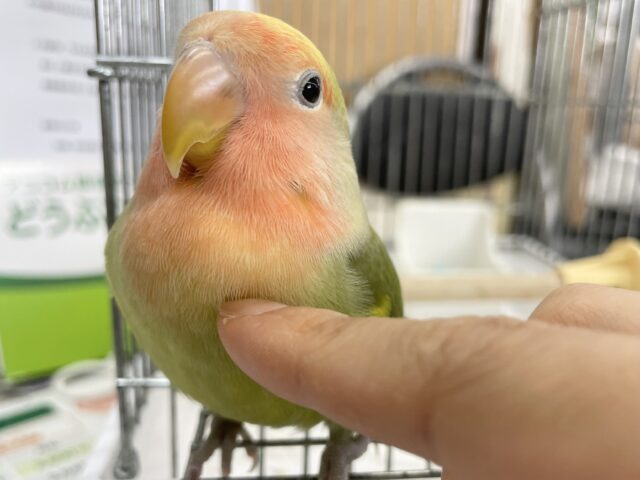 コザクラインコ（小桜インコ）