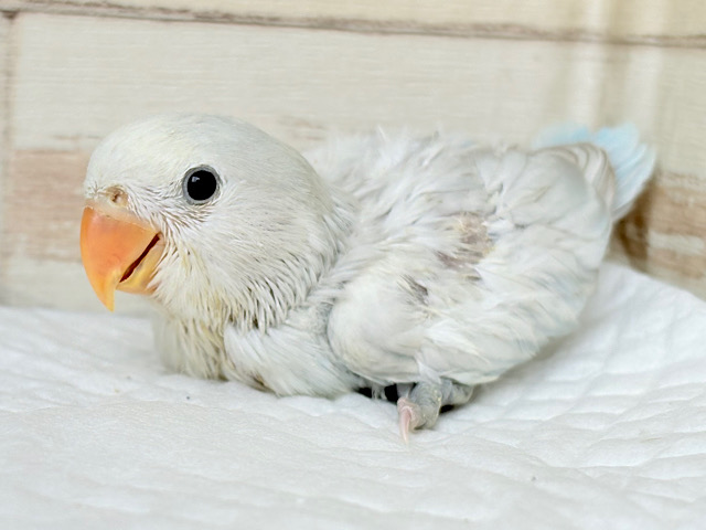 将来が楽しみ♬ワクワクが止まらない⚡︎⚡︎コザクラインコ ヒナ