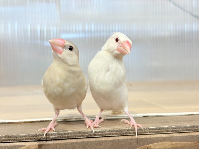 シルバーイノ文鳥