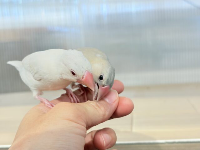 シルバーイノ文鳥