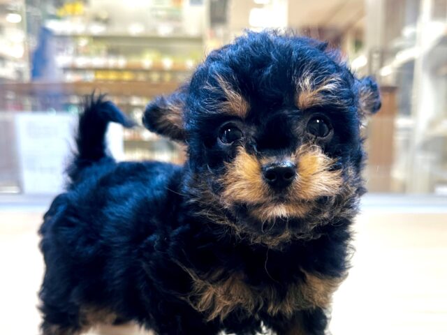 くるくるヘアー👼🏻💘チワプーの男の子