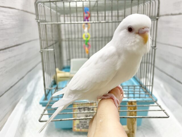 セキセイインコ