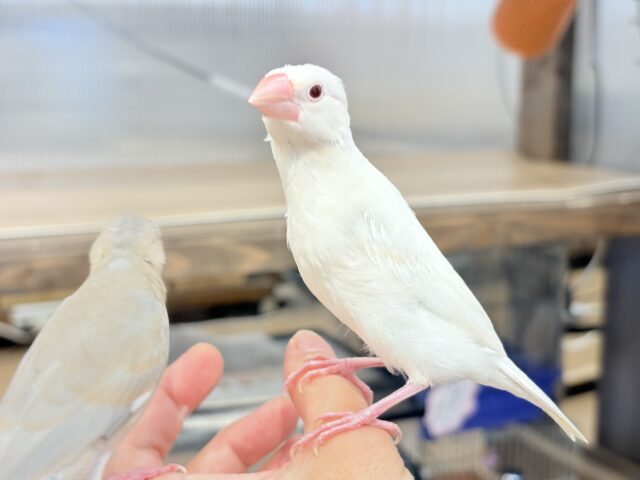 シルバーイノ文鳥