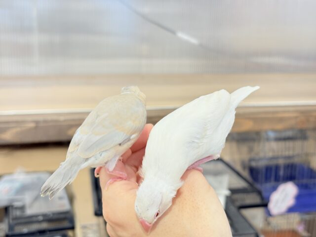 シルバーイノ文鳥