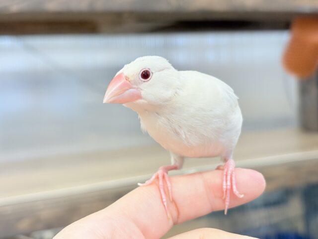 シルバーイノ文鳥