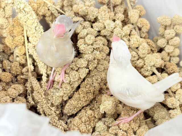 シルバーイノ文鳥