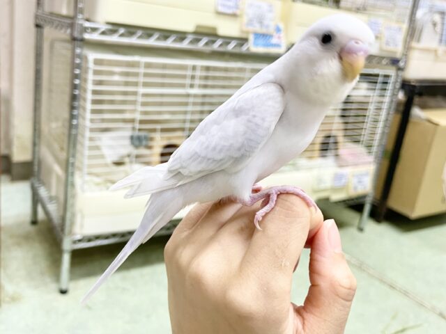 セキセイインコ