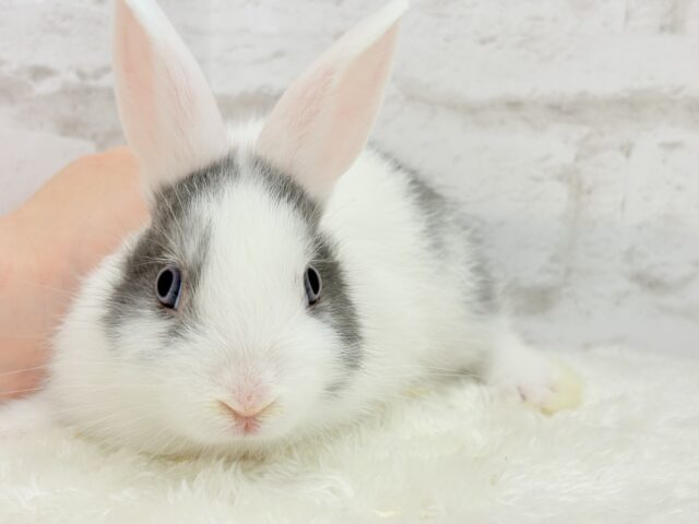 ミニウサギ
