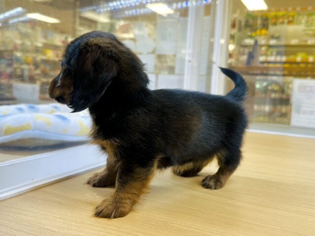 ミニチュアダックス