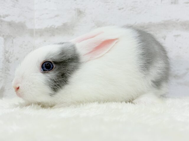 ミニウサギ