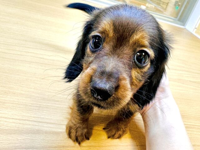 キラキラおめめが輝く⭐️⸝⸝꙳ミニチュアダックス男の子