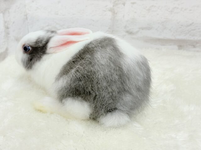 ミニウサギ
