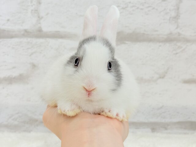 ミニウサギ