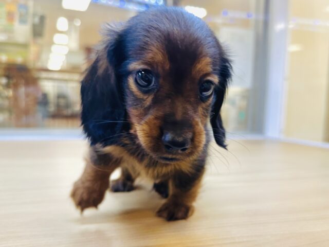 ミニチュアダックス