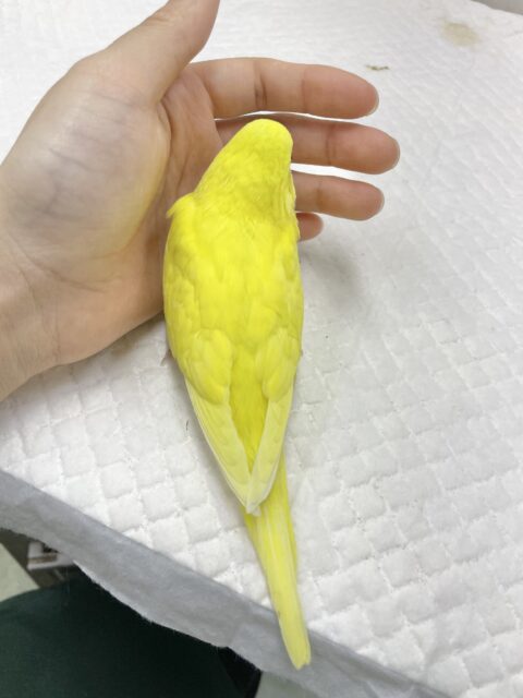 セキセイインコ