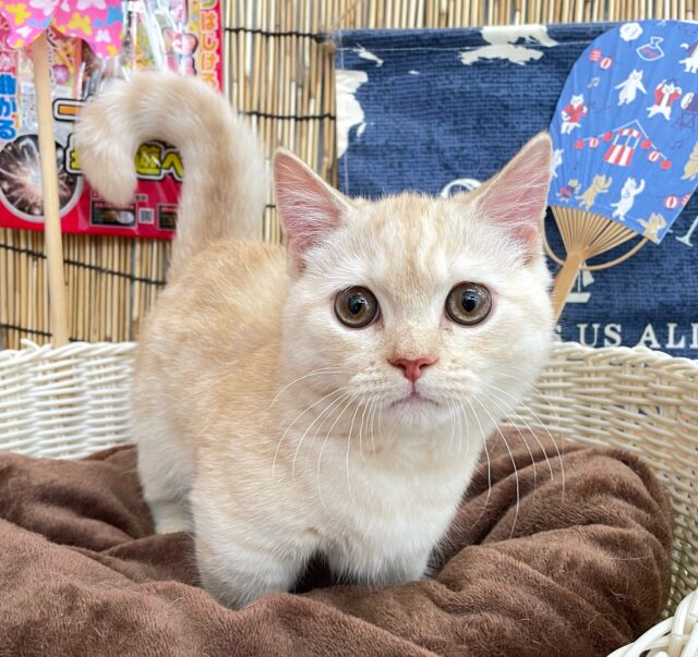 にゃんでぃ〜𝑻𝒖𝒏𝒆🎵💕マンチカン(クリームタビー)🍨男の子💙2025年3月30日