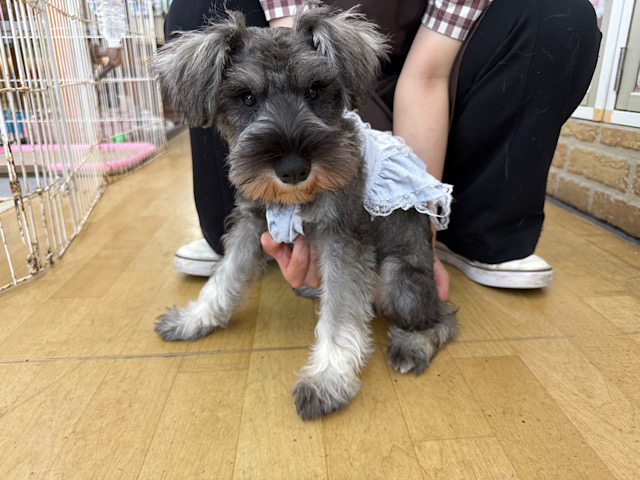 ミニチュアシュナウザー