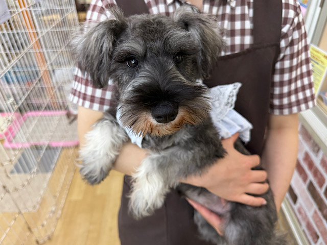 ずっとくっついてくるよ〜✨たっぷり甘えたい🩷ミニチュアシュナウザーの女のコきました🌟