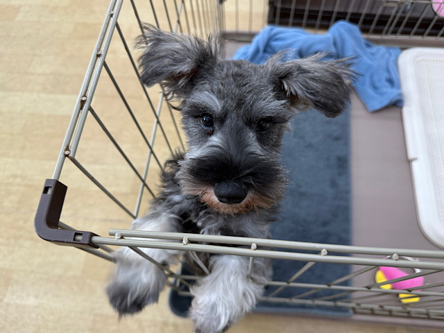 ミニチュアシュナウザー