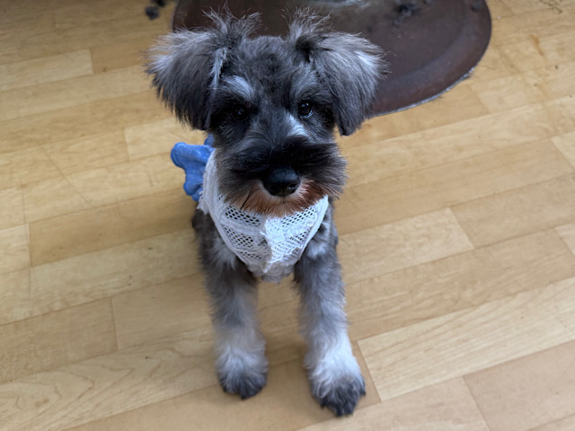 ミニチュアシュナウザー