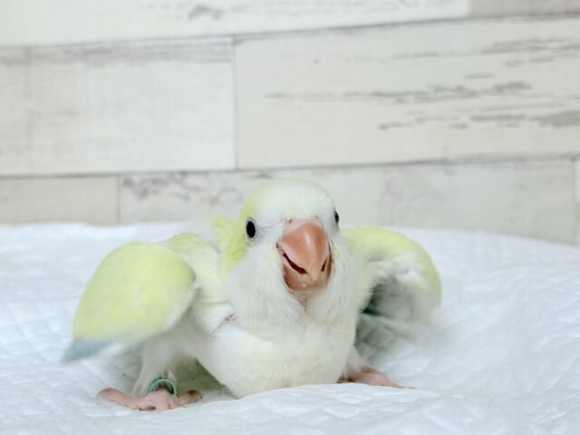 オキナインコ