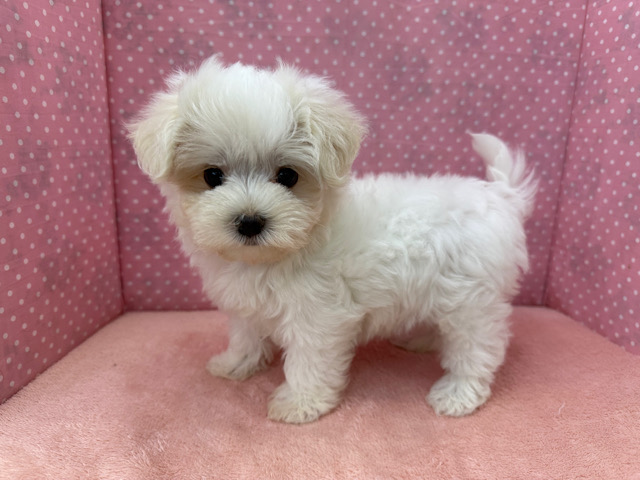 おっとり遊び好きなマルチーズの女のコきました✨