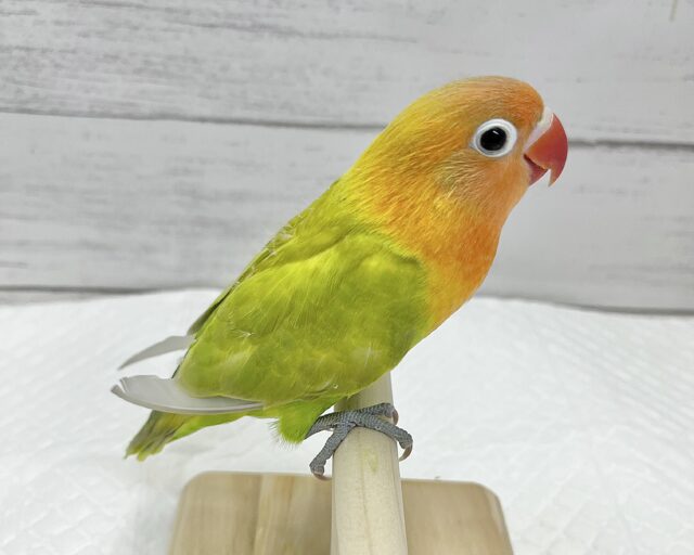 ヤマブキボタンインコ