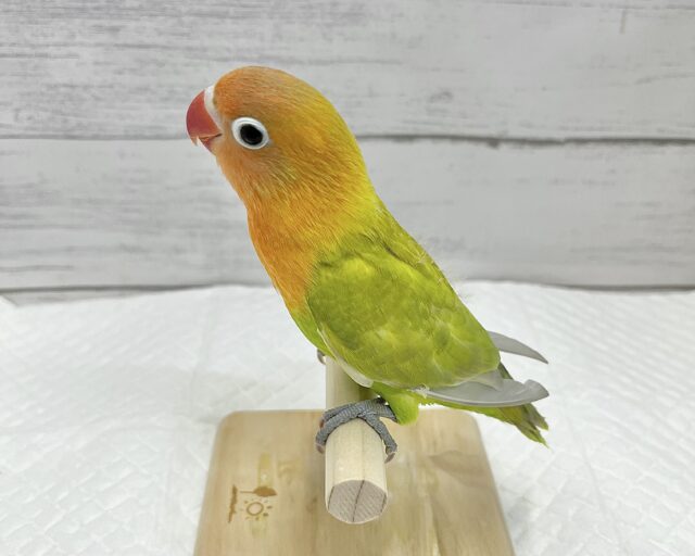 ヤマブキボタンインコ