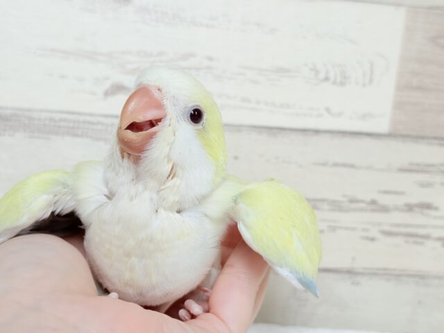 オキナインコ