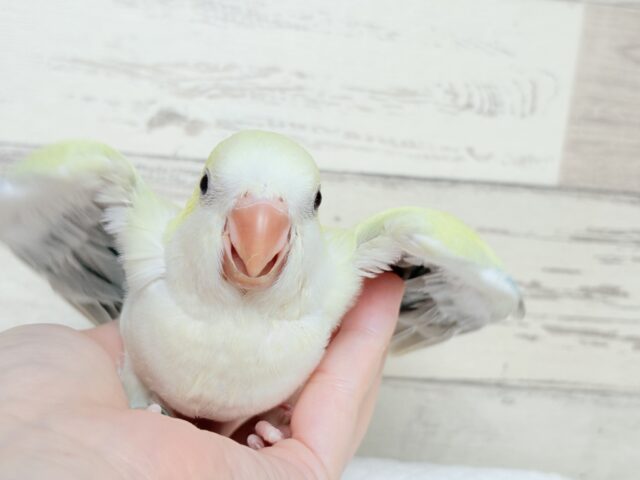 オキナインコ