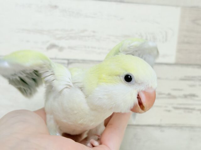 オキナインコ