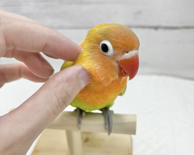 ヤマブキボタンインコ