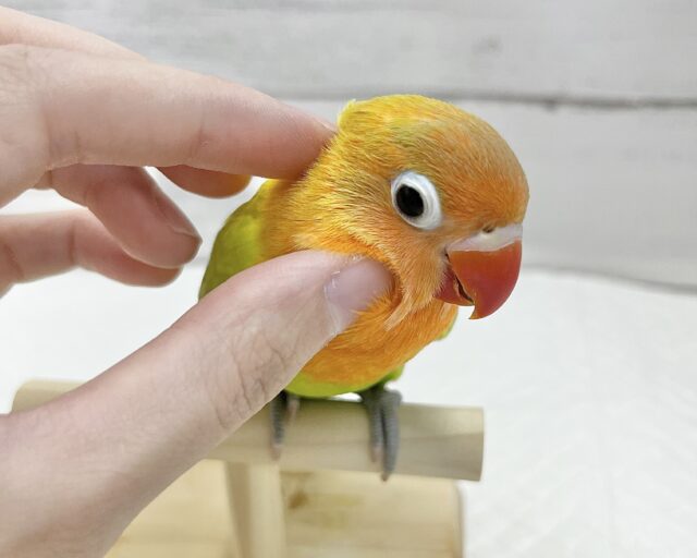 ヤマブキボタンインコ