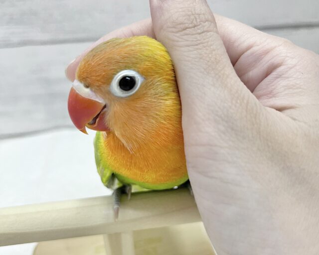ヤマブキボタンインコ
