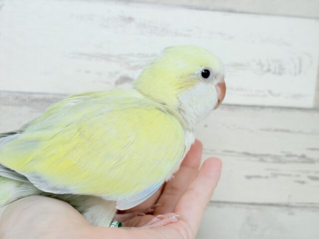 オキナインコ