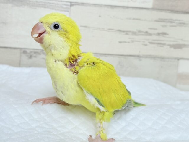 オキナインコ