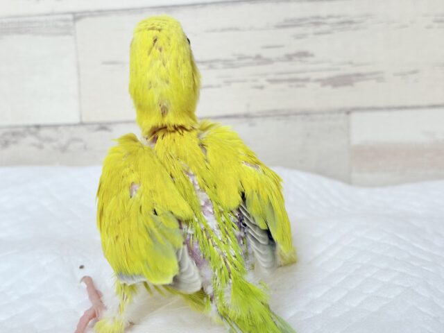 オキナインコ