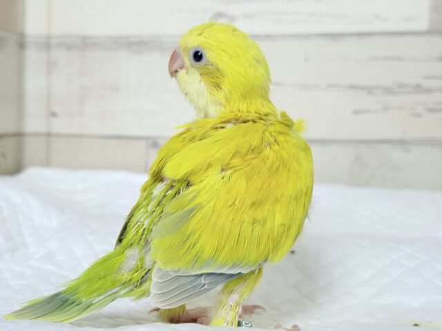 オキナインコ