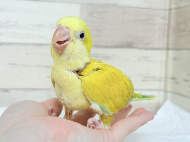 オキナインコ