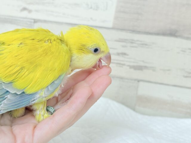 オキナインコ