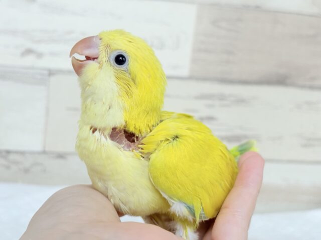 オキナインコ