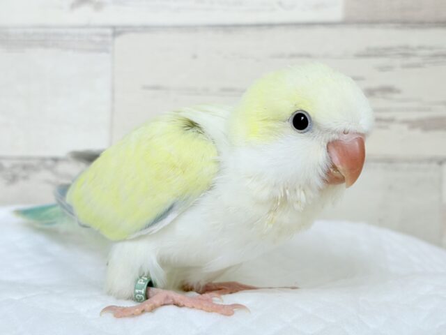 オキナインコ