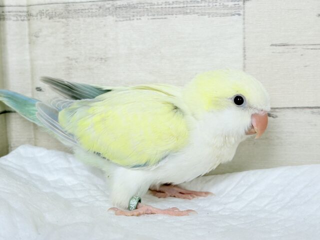 オキナインコ