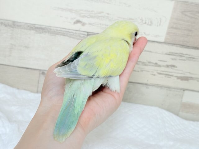 オキナインコ