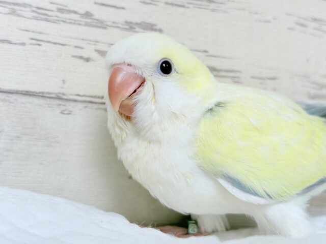 オキナインコ