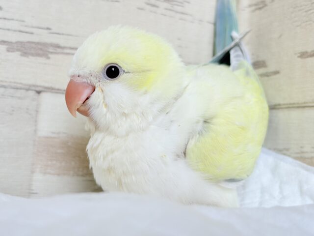 オキナインコ