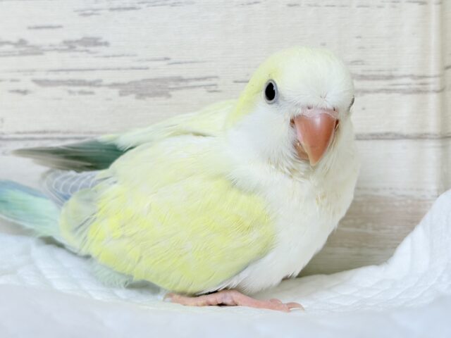 オキナインコ